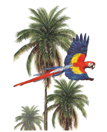 Colección Aves de Colombia