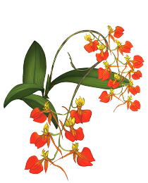 Colección Flores Icónicas de Colombia