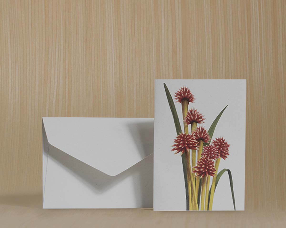 Tarjetas dobles y sobres - Flores Icónicas de Colombia