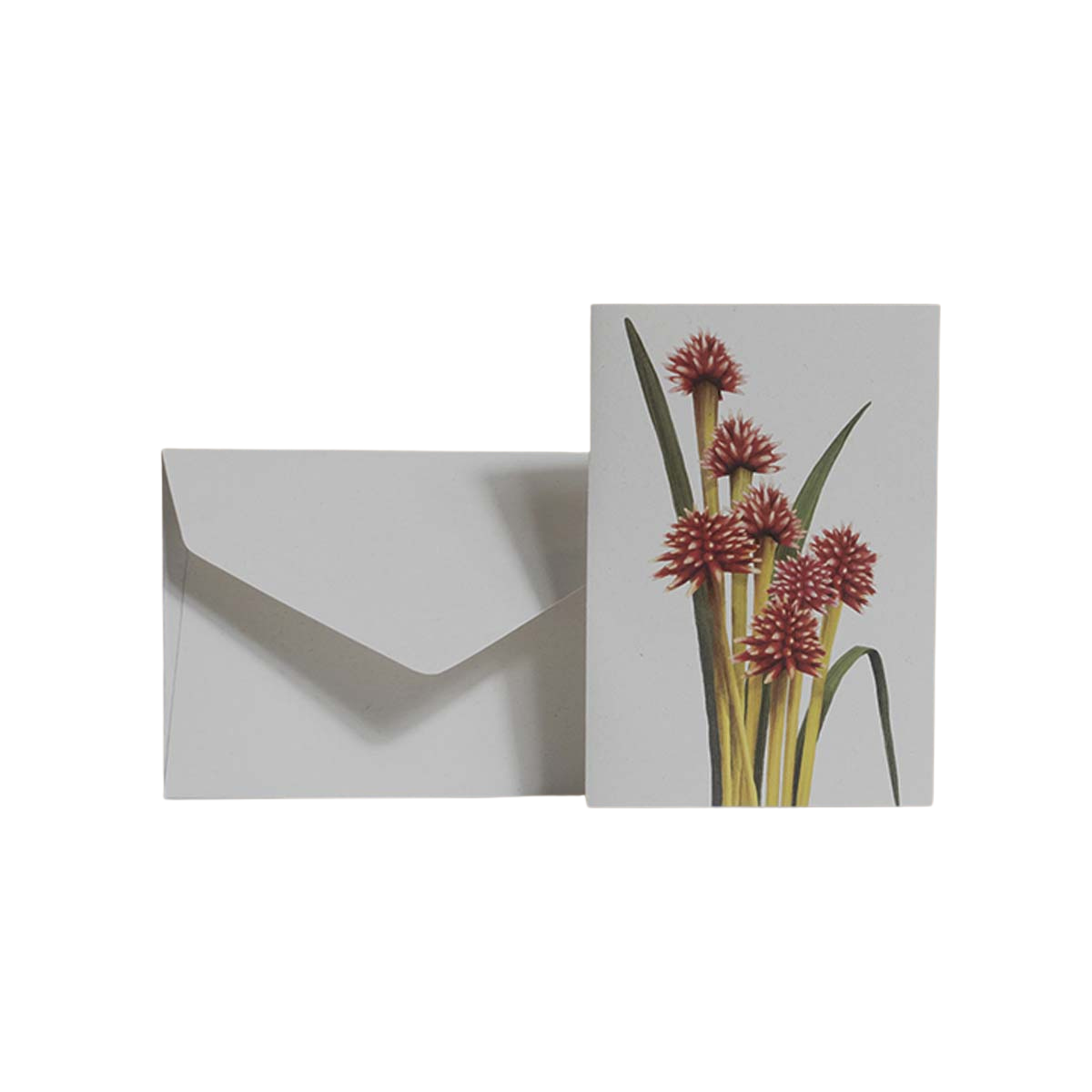 Tarjetas dobles y sobres - Flores Icónicas de Colombia